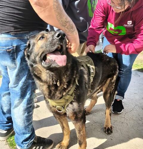 Atendió Gobierno de Carlos Peña Ortiz a más de 150 mascotas de forma gratuita