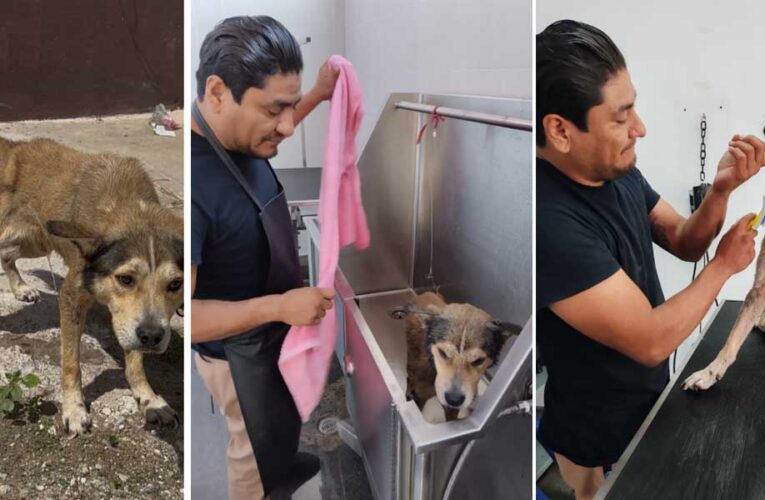 Rescató Gobierno de Reynosa mascota en condiciones de maltrato