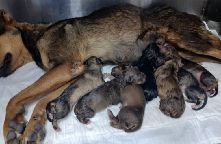Milagro de vida, Hospital Veterinario Municipal recibe 7 cachorros con exitosa cesárea