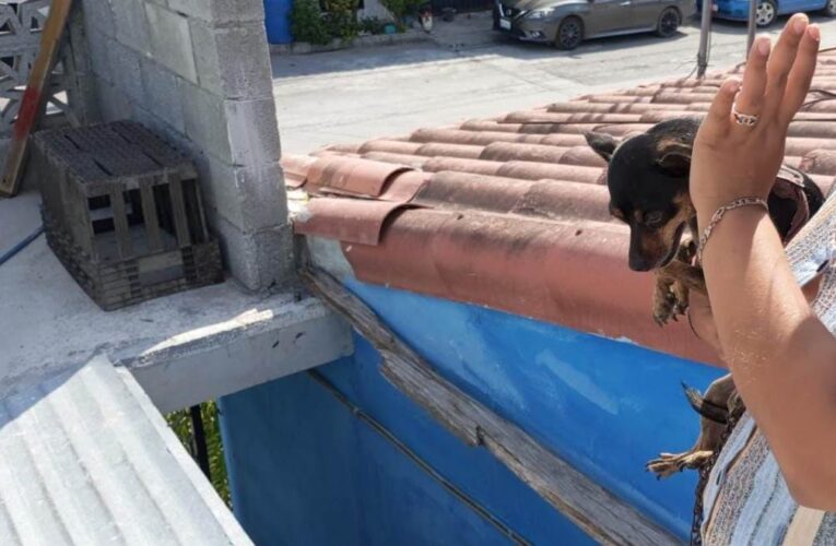 Exhorta Alcalde de Reynosa al buen cuidado de las mascotas