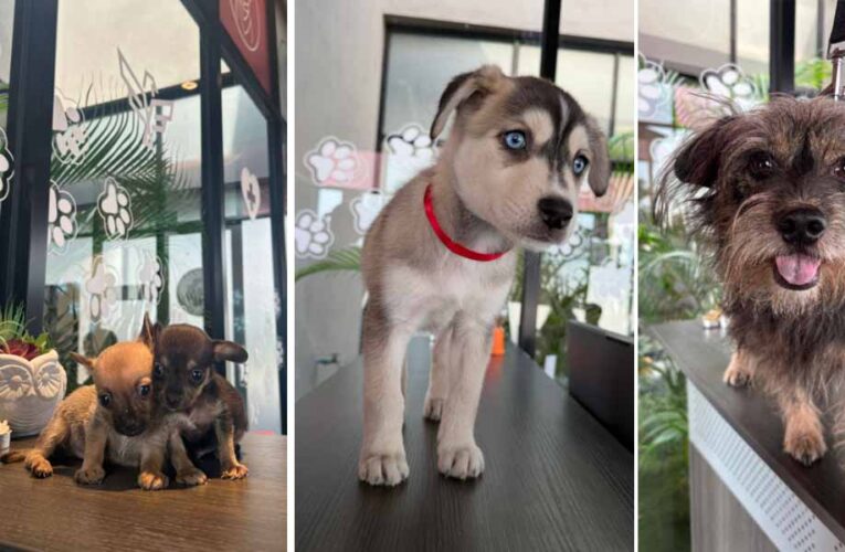 Ofrece Gobierno de Carlos Peña Ortiz servicios médicos del Hospital Veterinario Municipal