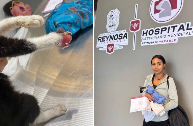 Atendió Hospital Veterinario Municipal de Reynosa a felino rescatado por un alma caritativa
