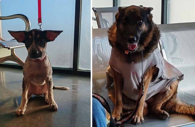 Recomienda Alcalde Carlos Peña Ortiz cuidado de mascotas por temporada invernal