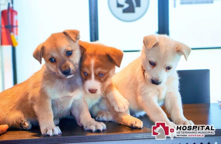 Celebra el Día de los Cachorros con los servicios del Hospital Veterinario de Reynosa
