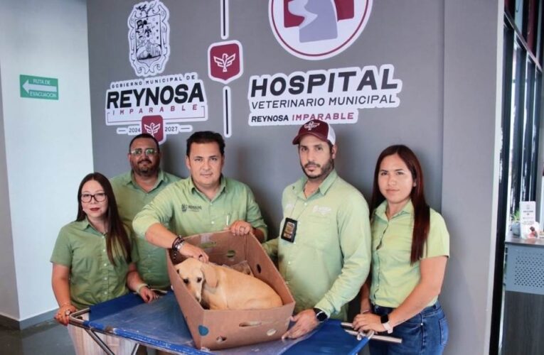 Sonríen a la vida mascotas rescatadas y atendidas por Control y Bienestar Animal del Gobierno de Reynosa