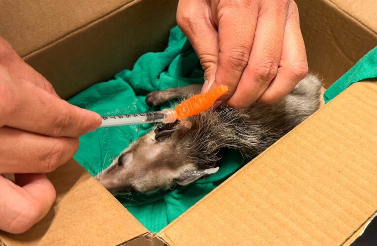 Atendió Hospital Veterinario de Reynosa a zarigüeya lesionada