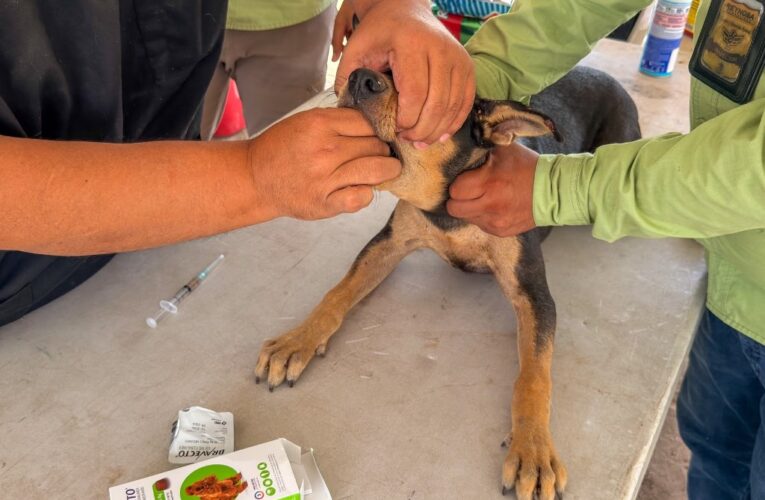 Dio Brigada Médica Veterinaria del Alcalde Carlos Peña Ortiz nueva oportunidad de vida a perrito en Las Delicias