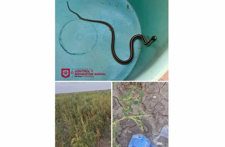 Atendió Control y Bienestar Animal reporte de serpiente en Jardines de Loma Real