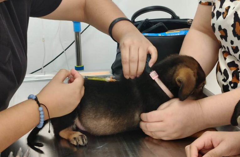 Recibió Hospital Veterinario Municipal de Reynosa a pequeños pacientes caninos