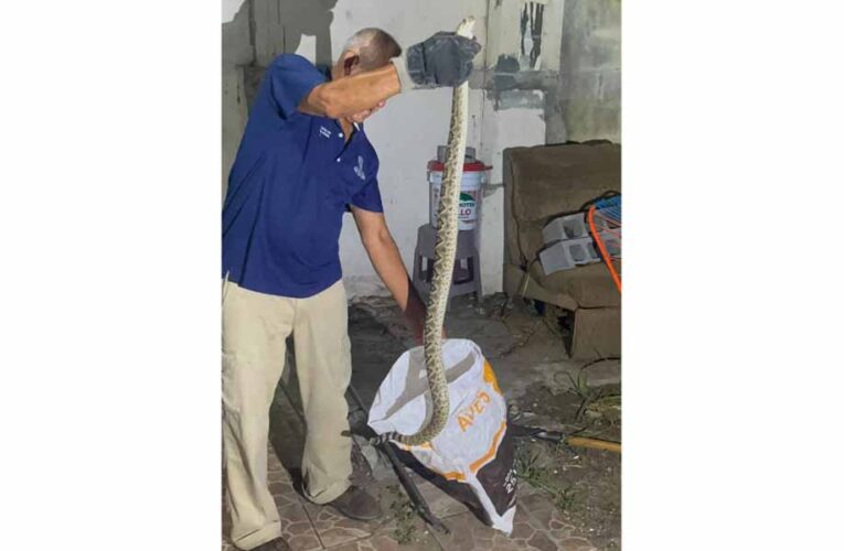 Advierte Gobierno de Reynosa mayor presencia de víboras en áreas habitacionales