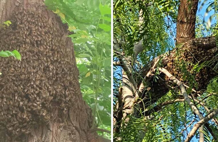 Recomienda PCyB mantener la calma ante presencia de abejas