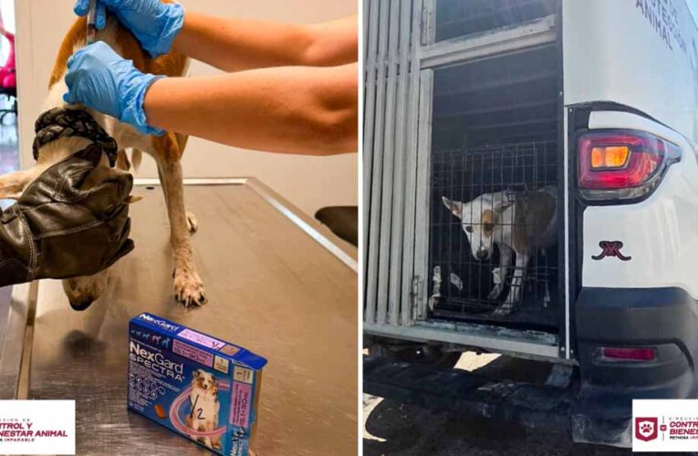 Rescató Gobierno de Carlos Peña Ortiz a canino y sus cachorros en Hacienda Las Fuentes
