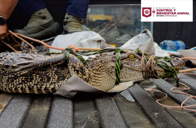 Atiende Gobierno de Carlos Peña Ortiz reporte de fauna silvestre