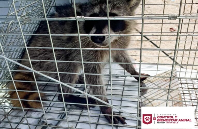 Libera Dirección de Bienestar Animal mapache en su hábitat natural