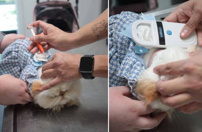 Ofrece Alcalde Carlos Peña Ortiz aplicación gratuita de microchip para mascotas